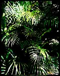 Link to photographs of Hawaiian flowers on blueroom a/d/i