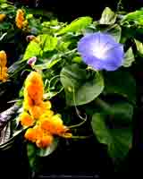 Link to photographs of Hawaiian flower images on blueroom a/d/i