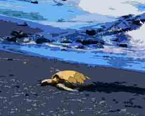 Link to photographs of Hawaiian animal images on blueroom a/d/i